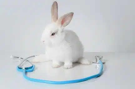 "Taxe lapin", les carottes sont-elles cuites 🥕?